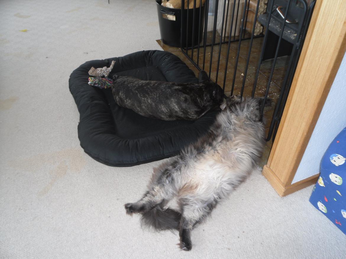 Fransk bulldog Berta billede 18