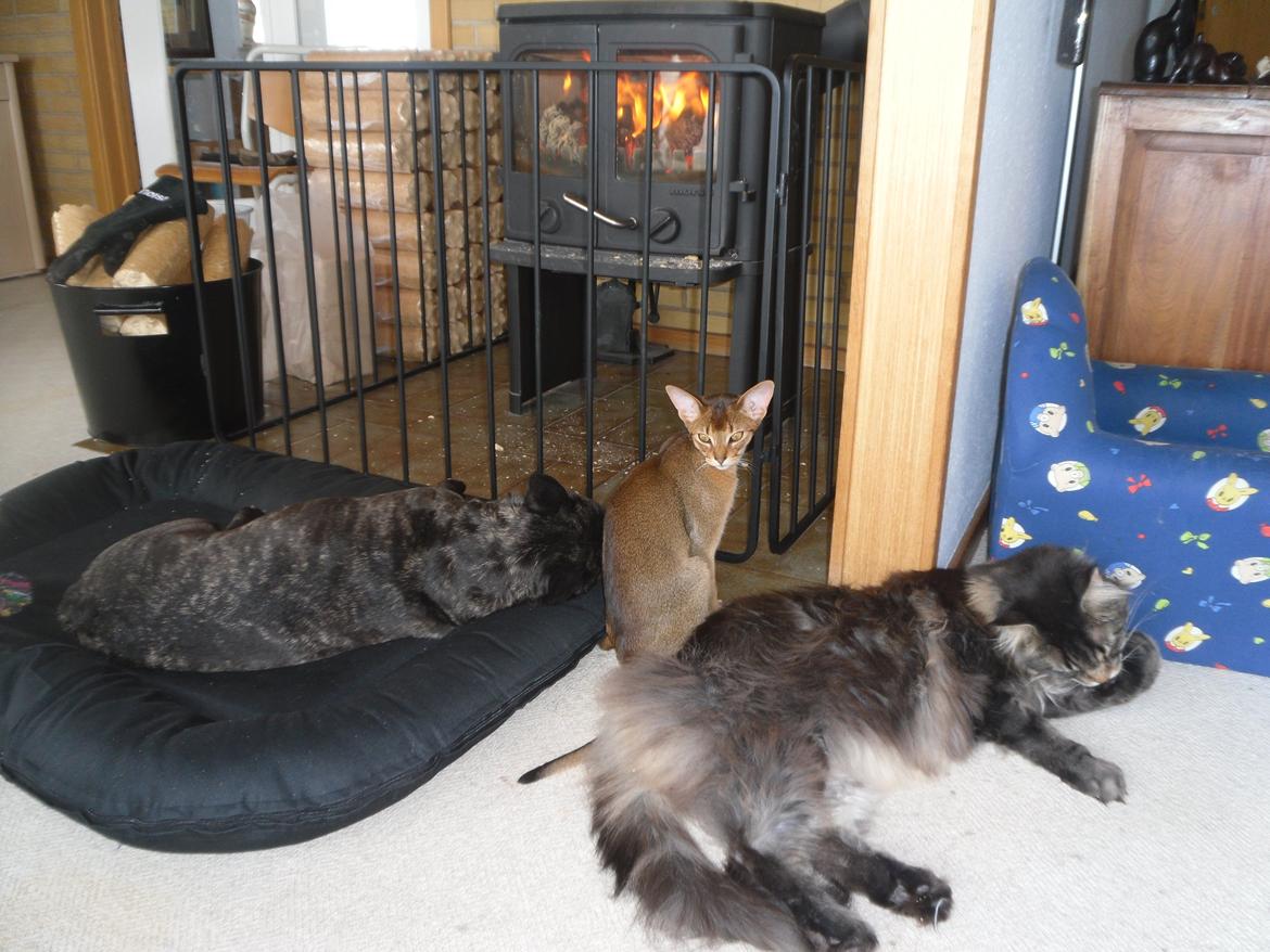 Fransk bulldog Berta - Hygge foran brændeovnen billede 19