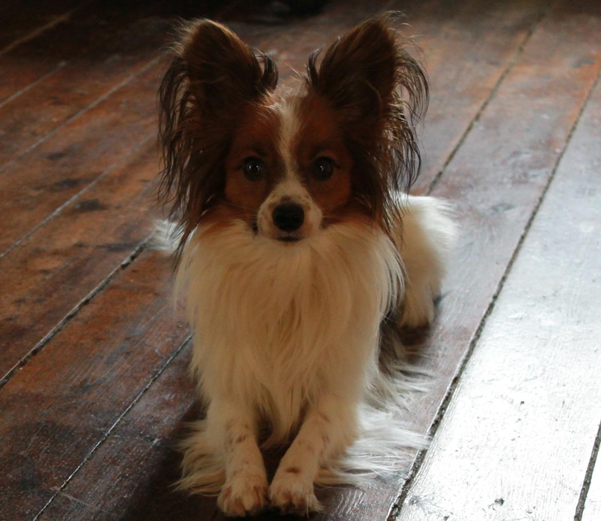 Papillon Knirkebo's Tiko ( Taco ) billede 6