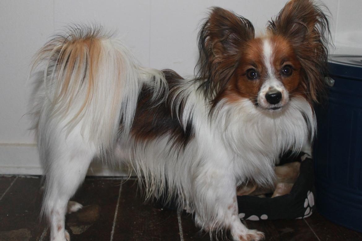 Papillon Knirkebo's Tiko ( Taco ) billede 7