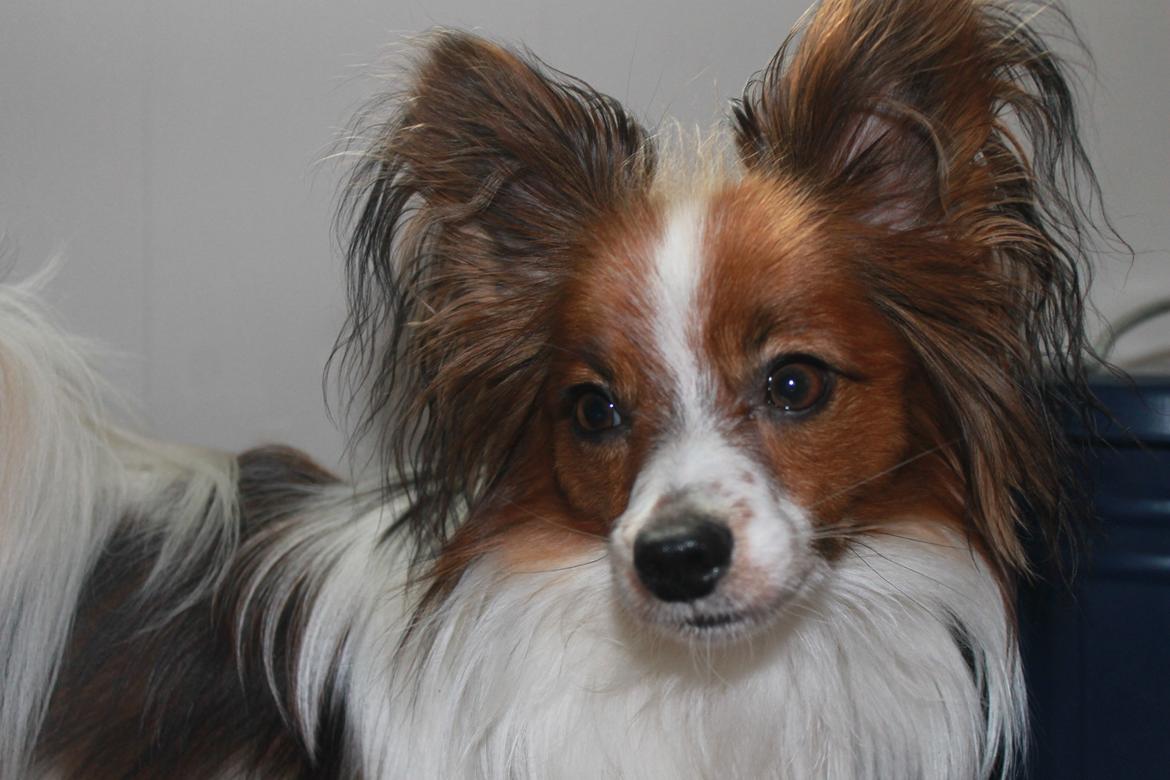 Papillon Knirkebo's Tiko ( Taco ) billede 8