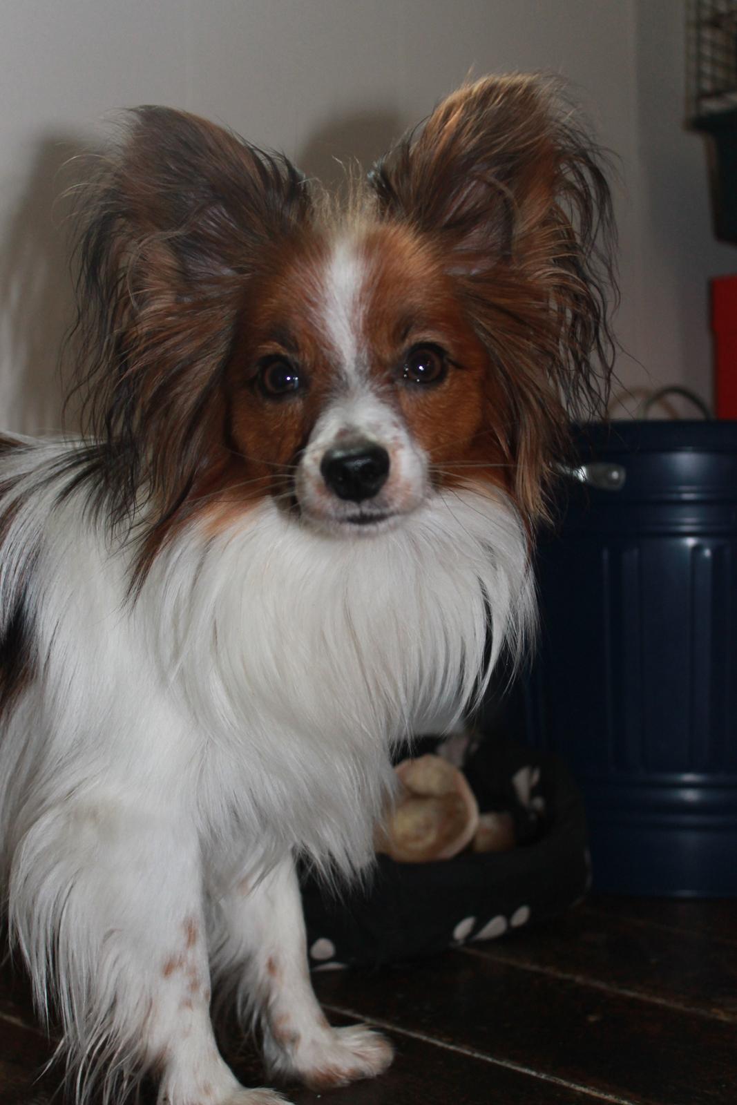 Papillon Knirkebo's Tiko ( Taco ) billede 9