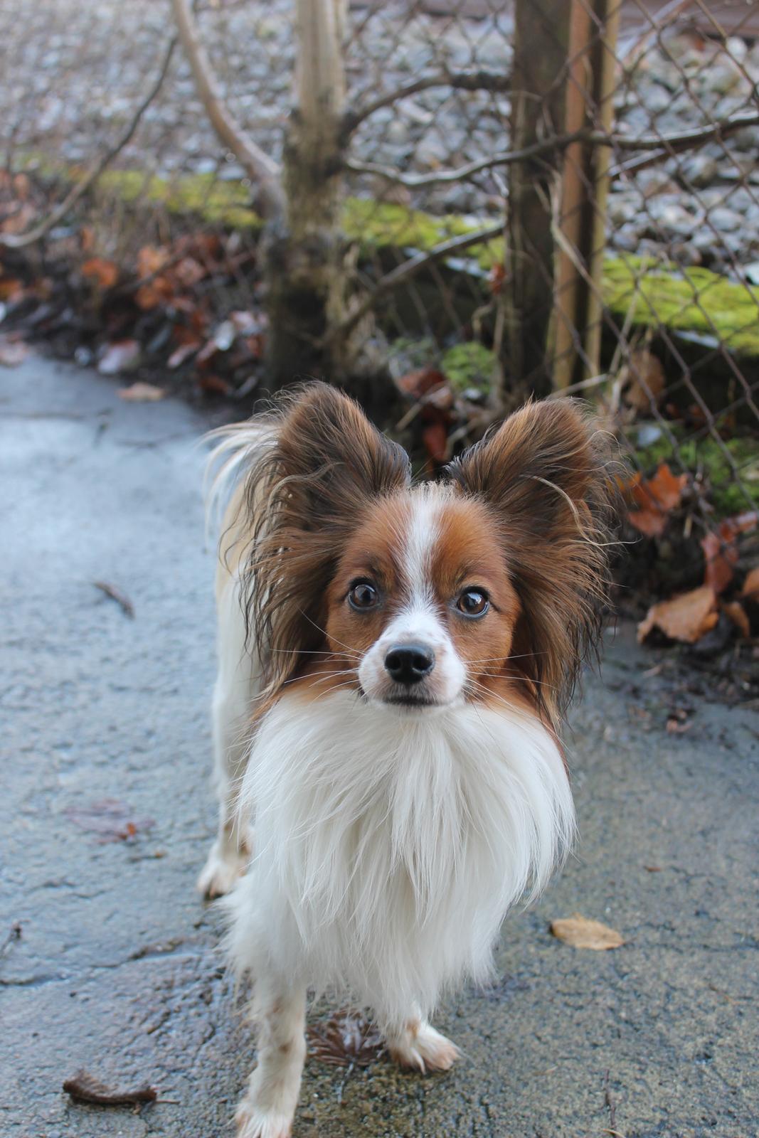 Papillon Knirkebo's Tiko ( Taco ) billede 5