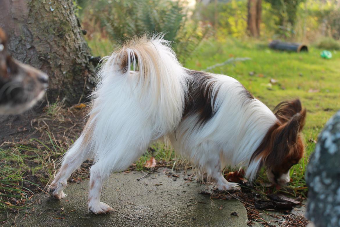 Papillon Knirkebo's Tiko ( Taco ) billede 4