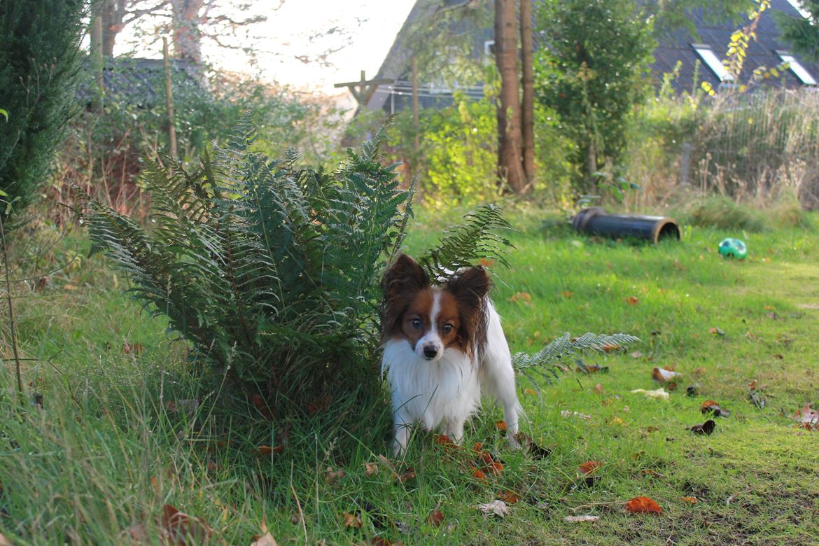 Papillon Knirkebo's Tiko ( Taco ) billede 2