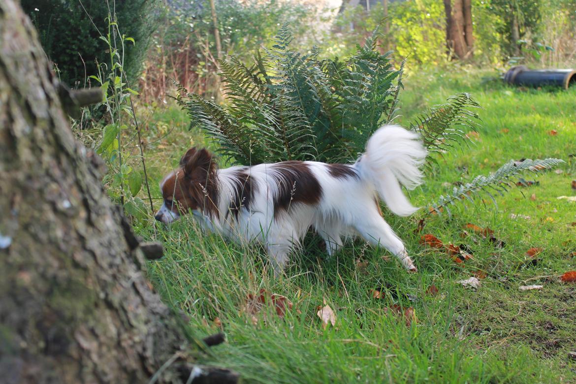 Papillon Knirkebo's Tiko ( Taco ) billede 1