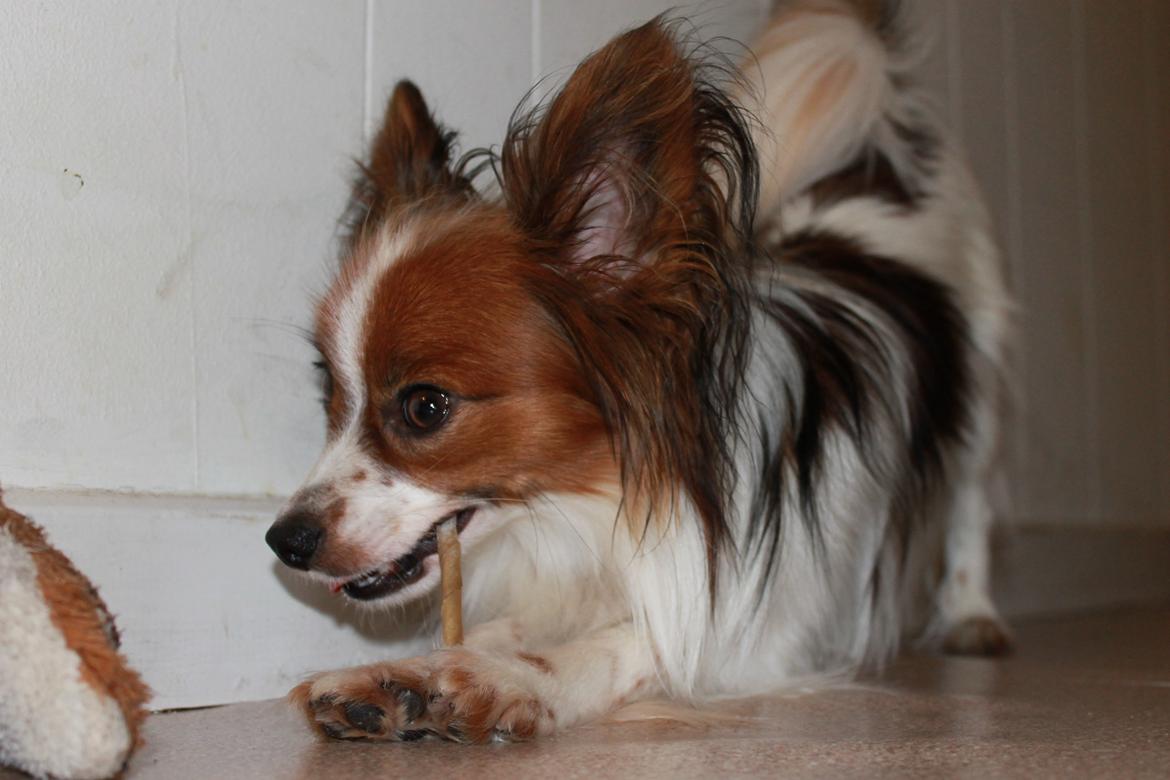 Papillon Knirkebo's Tiko ( Taco ) billede 12