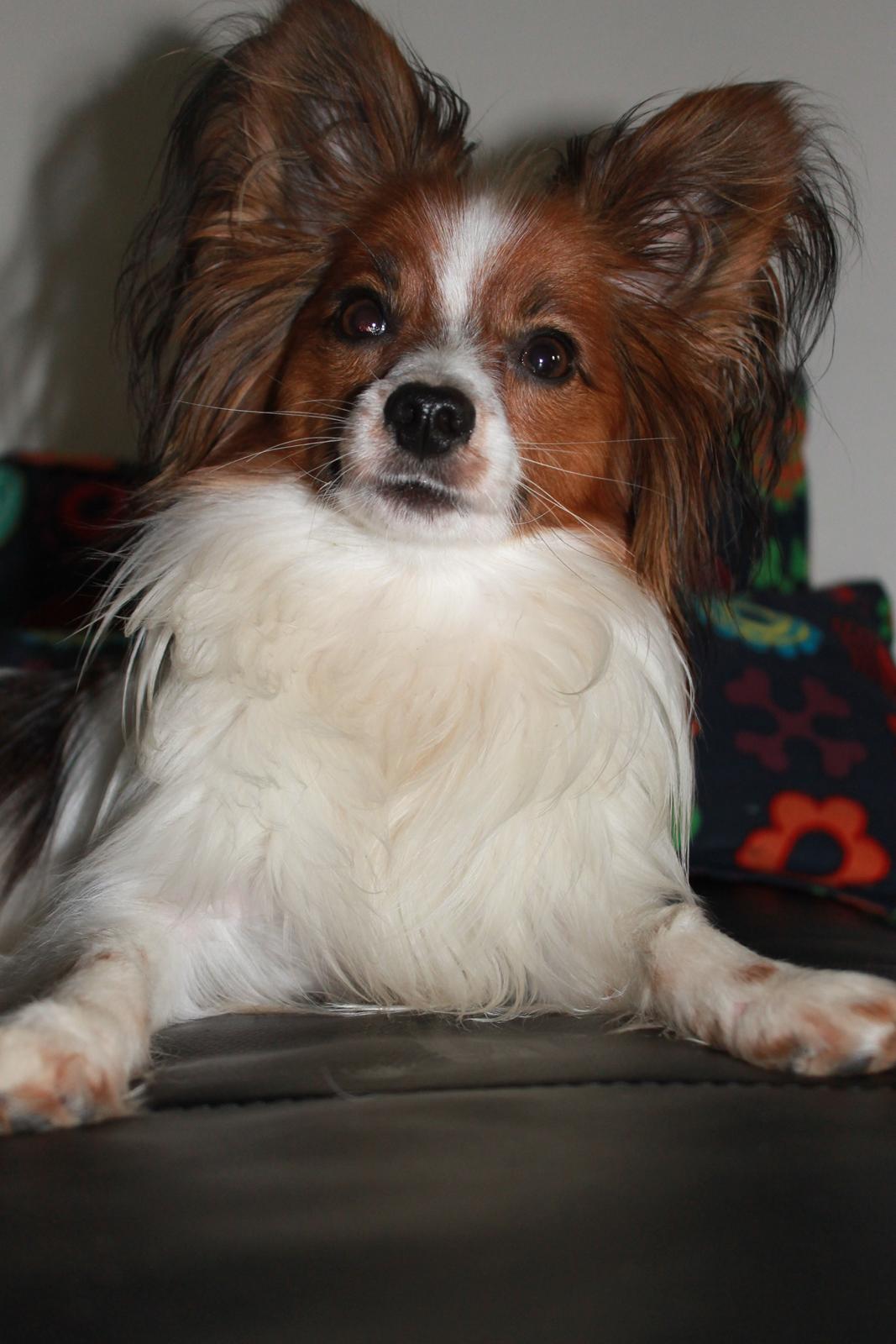 Papillon Knirkebo's Tiko ( Taco ) billede 14