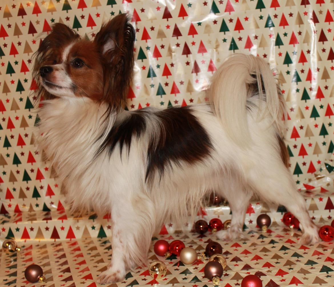 Papillon Knirkebo's Tiko ( Taco ) billede 15