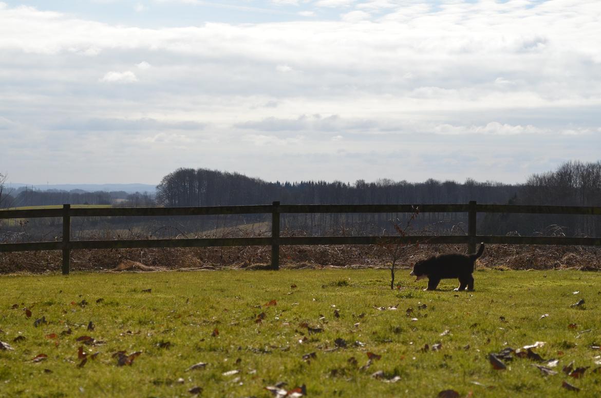 Berner sennenhund Brogårds Daisy(Freja i daglig tale) - Freja hos opdrætter 6 uger billede 1