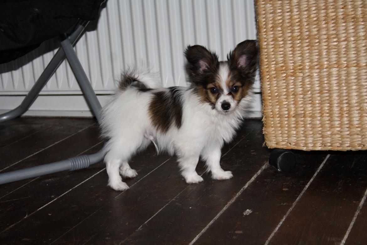 Papillon Knirkebo's Tiko ( Taco ) billede 20