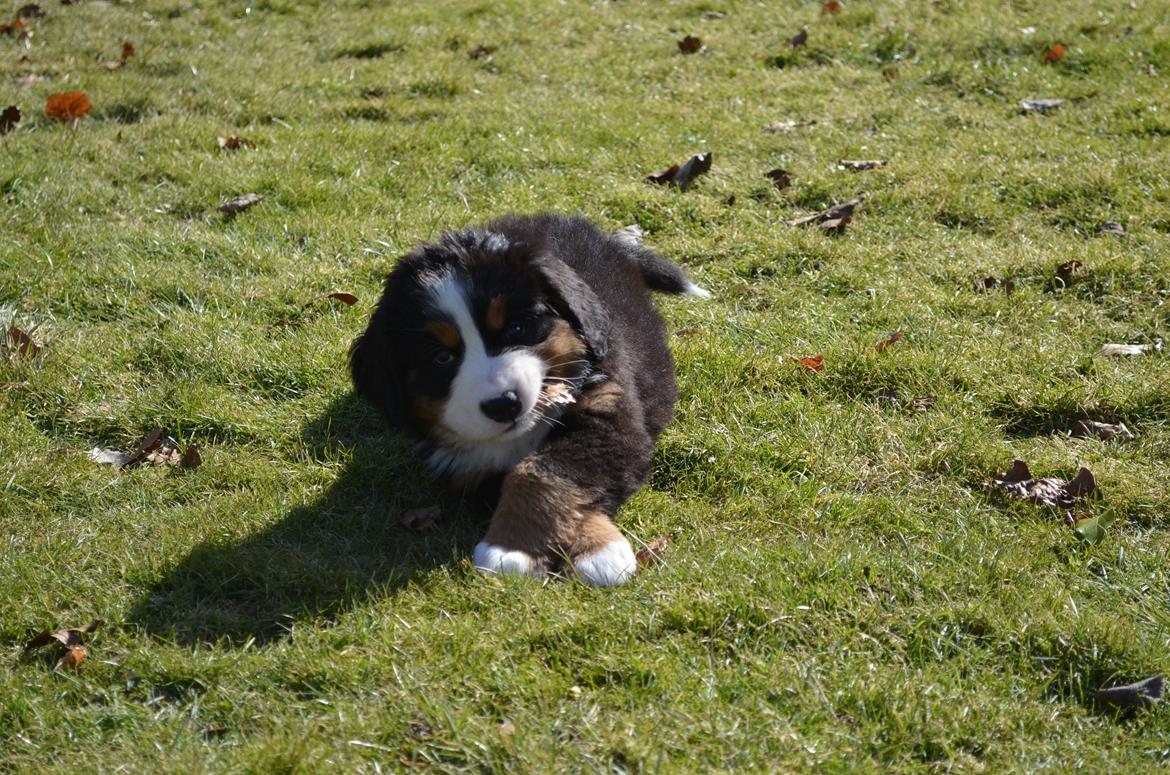 Berner sennenhund Brogårds Daisy(Freja i daglig tale) billede 2