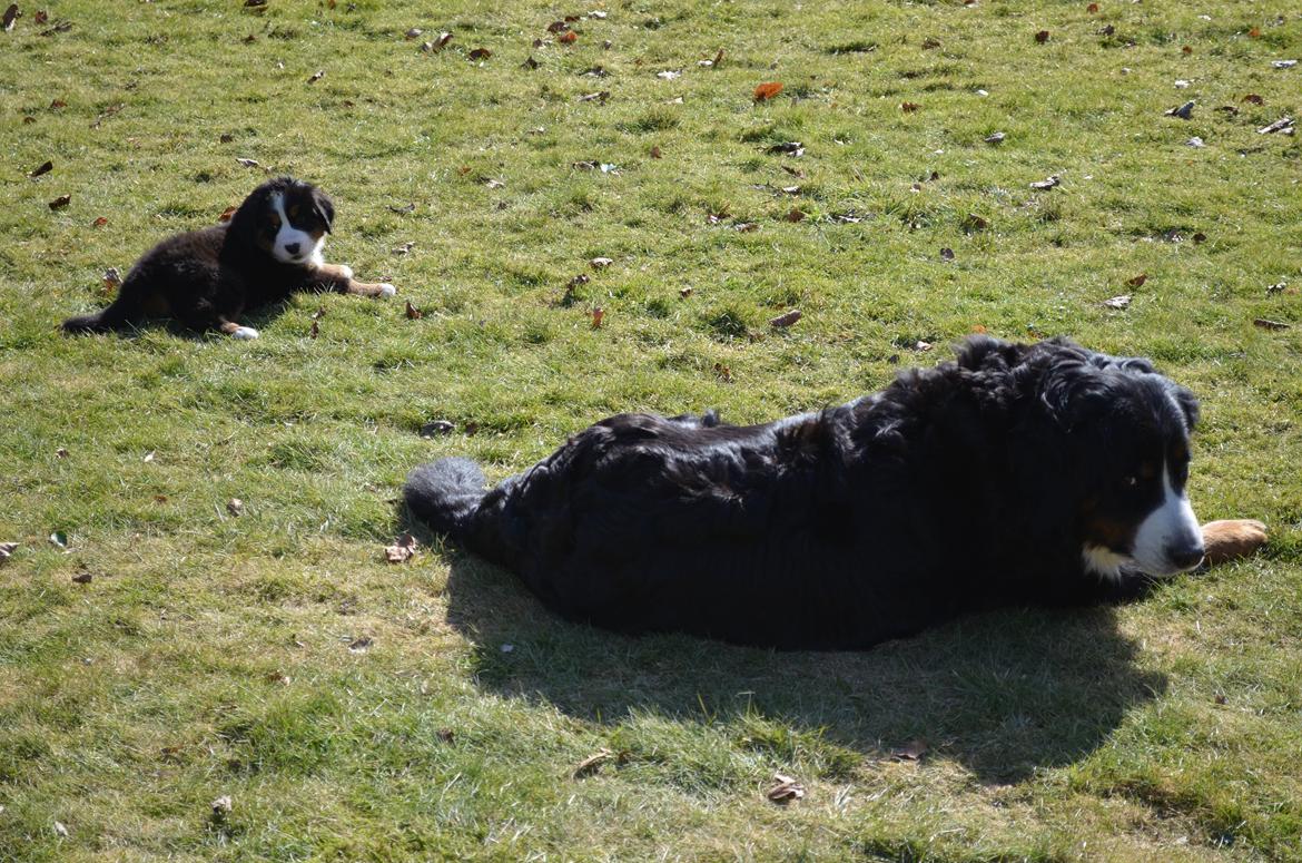 Berner sennenhund Brogårds Daisy(Freja i daglig tale) - Freja og hendes mor: bailey billede 3
