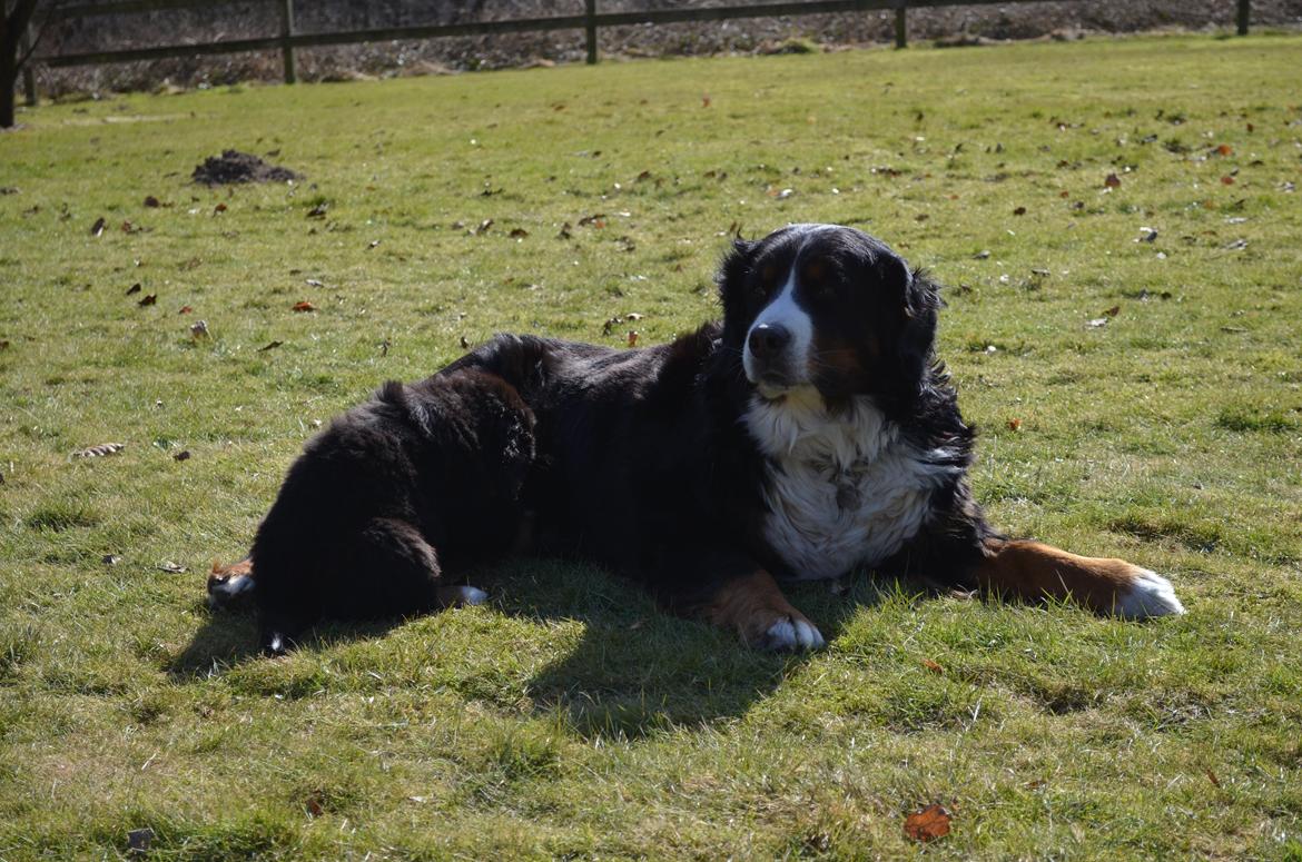 Berner sennenhund Brogårds Daisy(Freja i daglig tale) - Freja prøver at få en tår mælk billede 4
