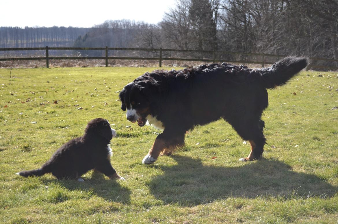 Berner sennenhund Brogårds Daisy(Freja i daglig tale) - Freja og hendes mor udenfor billede 5