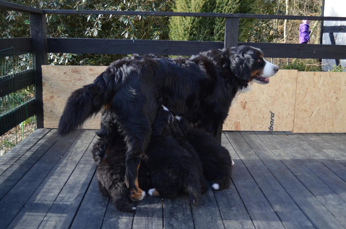 Berner sennenhund Brogårds Daisy(Freja i daglig tale) - Så er der mad-tid billede 6