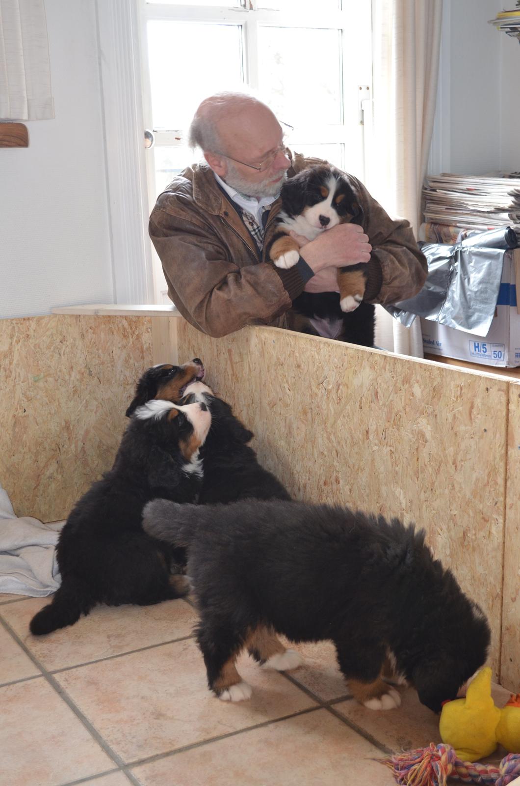 Berner sennenhund Brogårds Daisy(Freja i daglig tale) - Min far og Freja billede 8