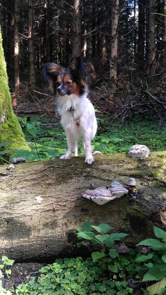 Papillon Klæstruplunds Mason billede 10