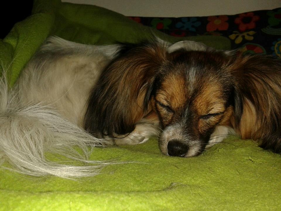 Papillon Klæstruplunds Mason billede 16