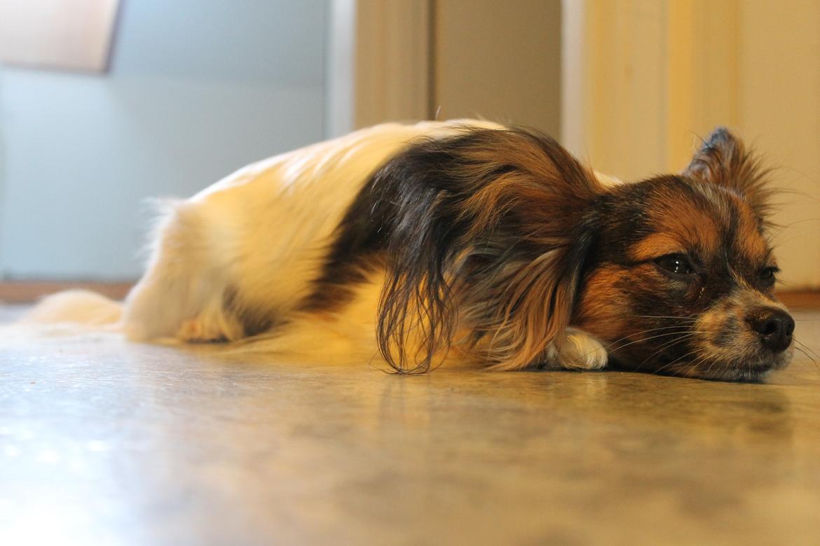 Papillon Klæstruplunds Mason billede 12