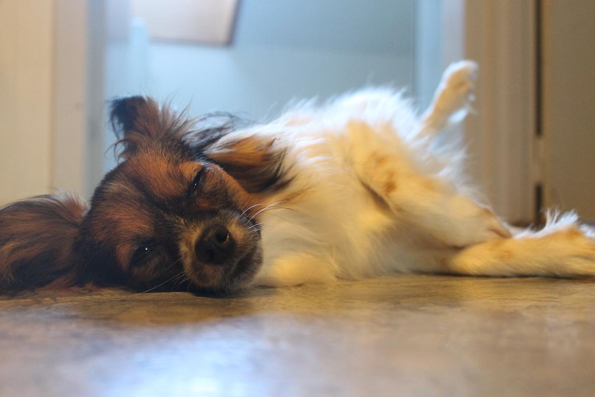 Papillon Klæstruplunds Mason billede 11