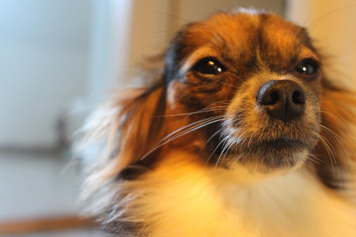 Papillon Klæstruplunds Mason billede 1