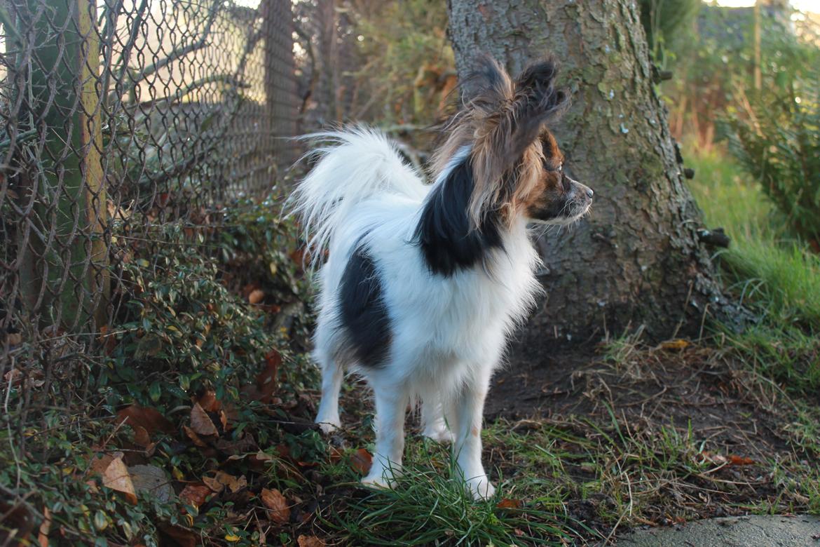 Papillon Klæstruplunds Mason billede 3