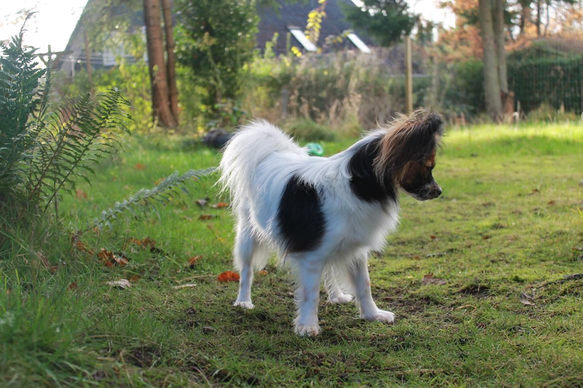 Papillon Klæstruplunds Mason billede 2