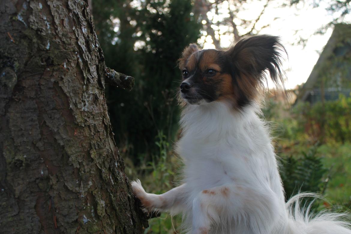 Papillon Klæstruplunds Mason billede 9