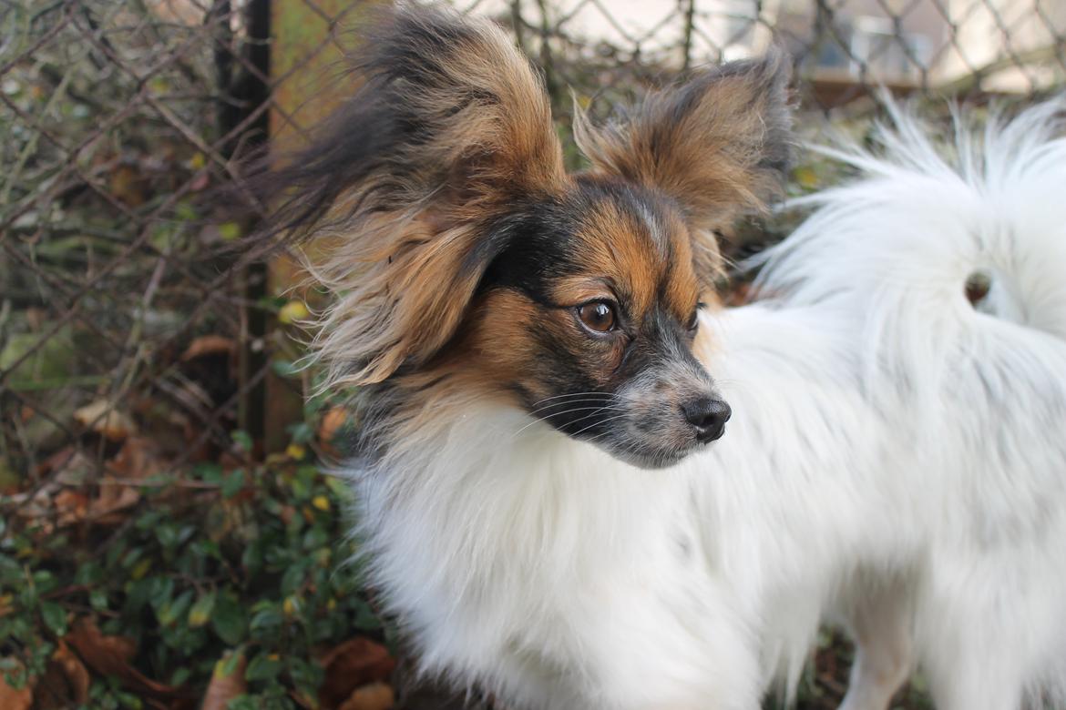 Papillon Klæstruplunds Mason billede 4