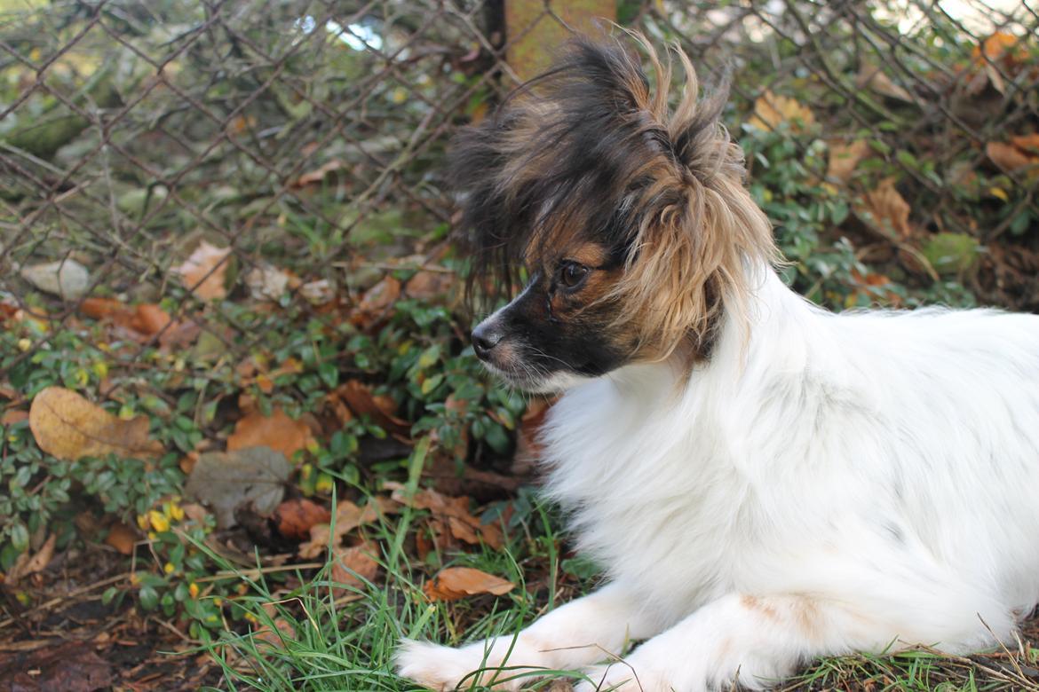 Papillon Klæstruplunds Mason billede 5