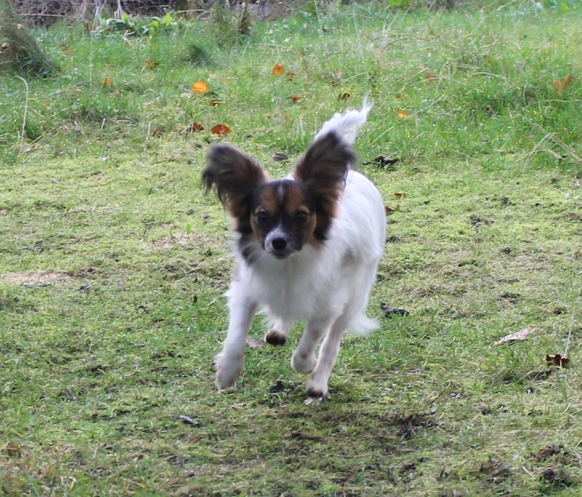 Papillon Klæstruplunds Mason billede 7