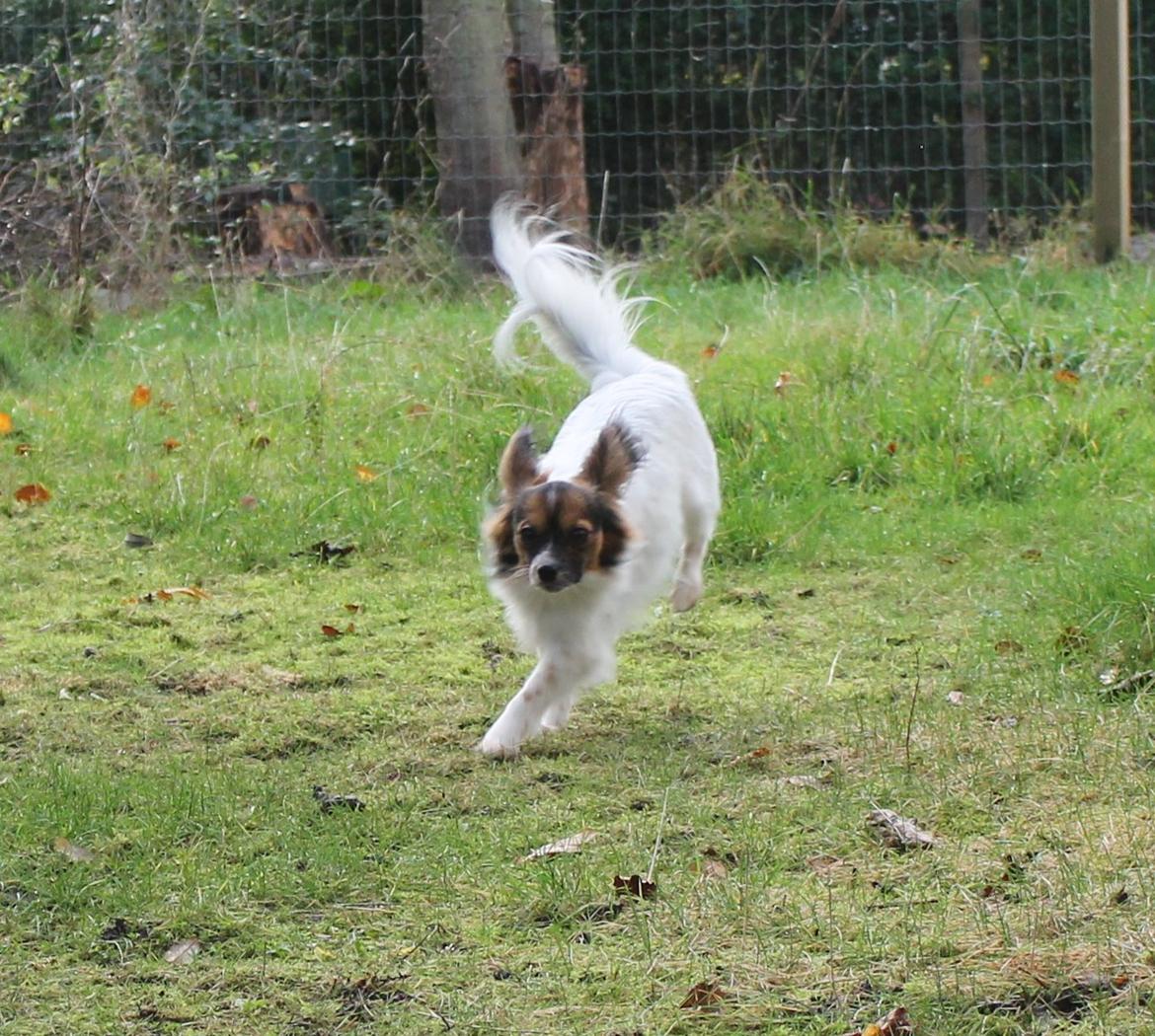 Papillon Klæstruplunds Mason billede 6