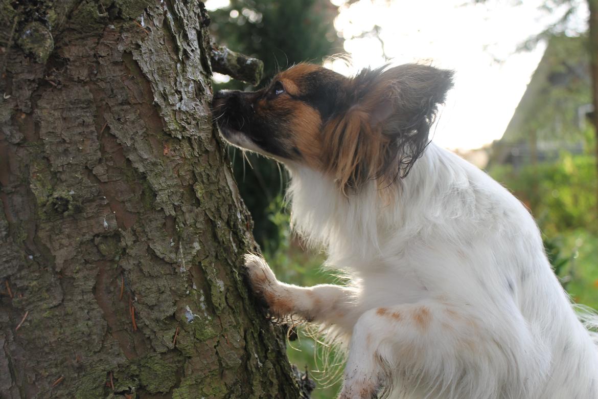 Papillon Klæstruplunds Mason billede 8