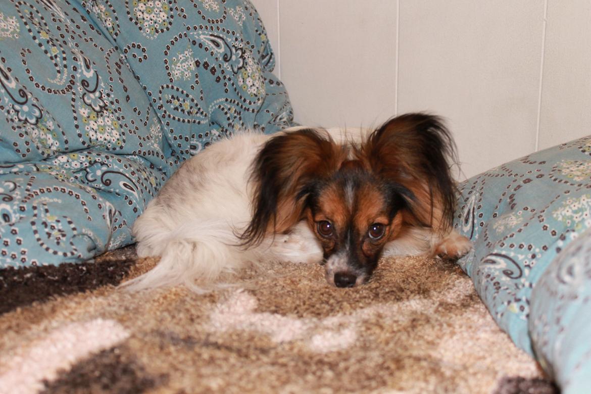 Papillon Klæstruplunds Mason billede 14