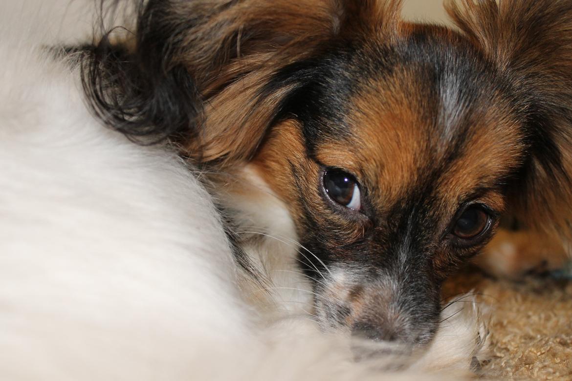 Papillon Klæstruplunds Mason billede 13