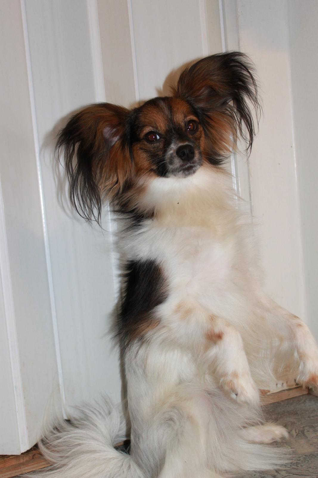 Papillon Klæstruplunds Mason billede 15