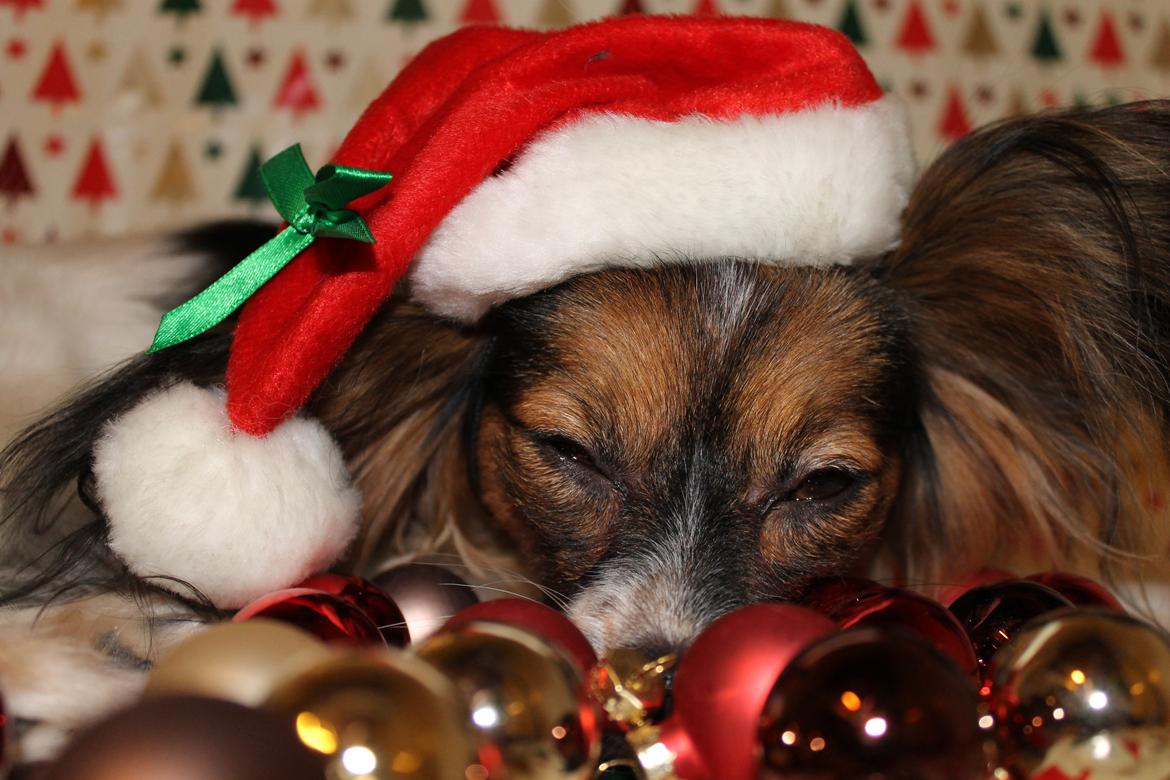 Papillon Klæstruplunds Mason billede 19