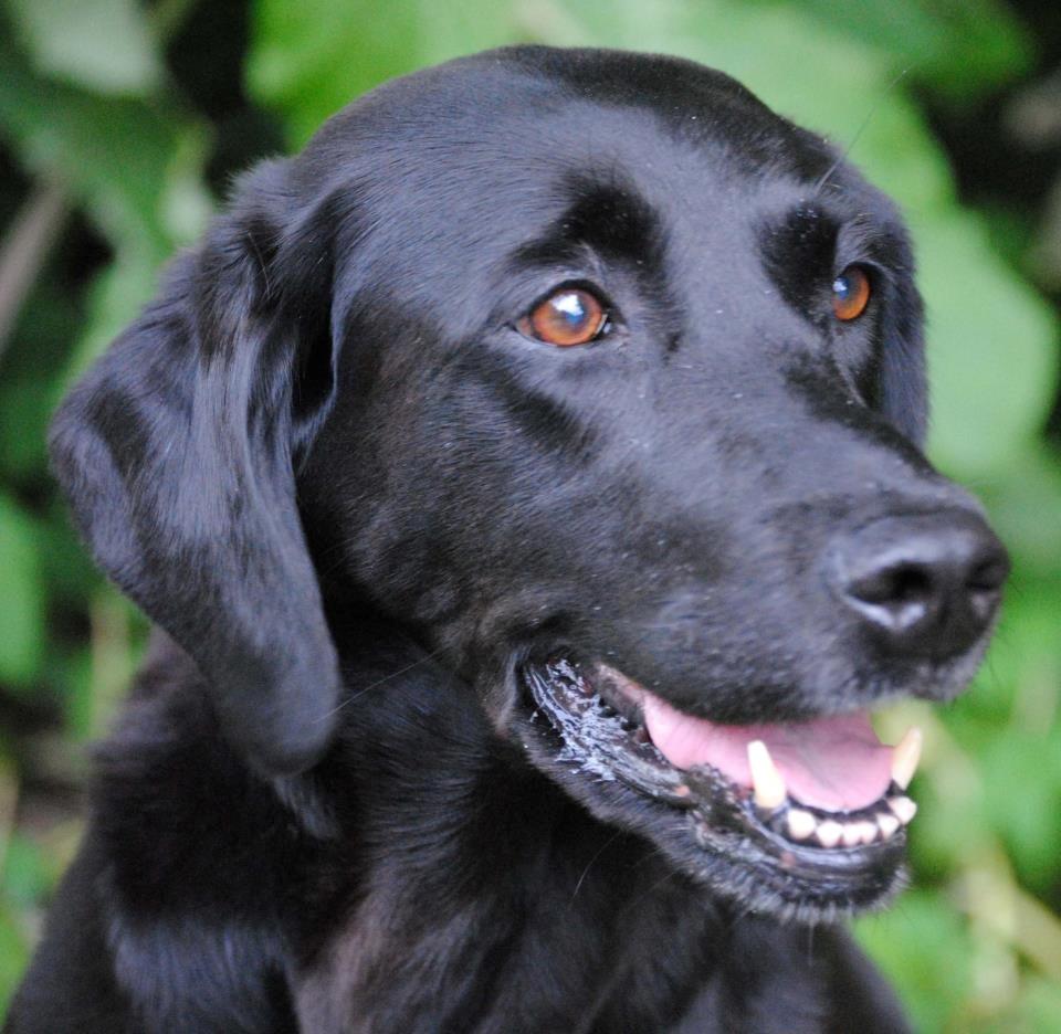 Labrador retriever * R.I.P.* Amy - Den gamle dame er still going strong trods sygdom. billede 1