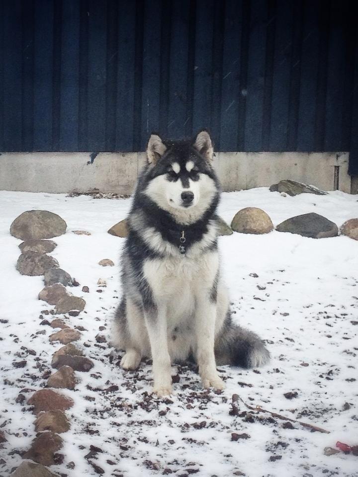 Blanding af racer Loke billede 12