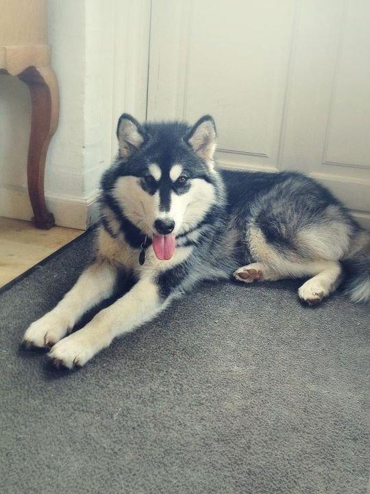 Blanding af racer Loke billede 10