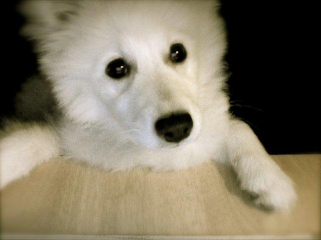 Japansk spids Sofie billede 13