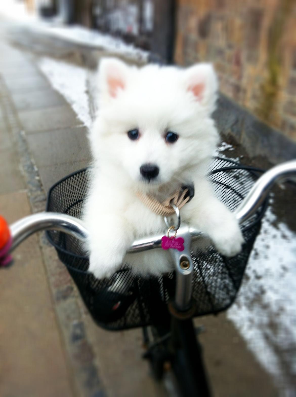 Japansk spids Sofie - 1. cykeltur billede 8