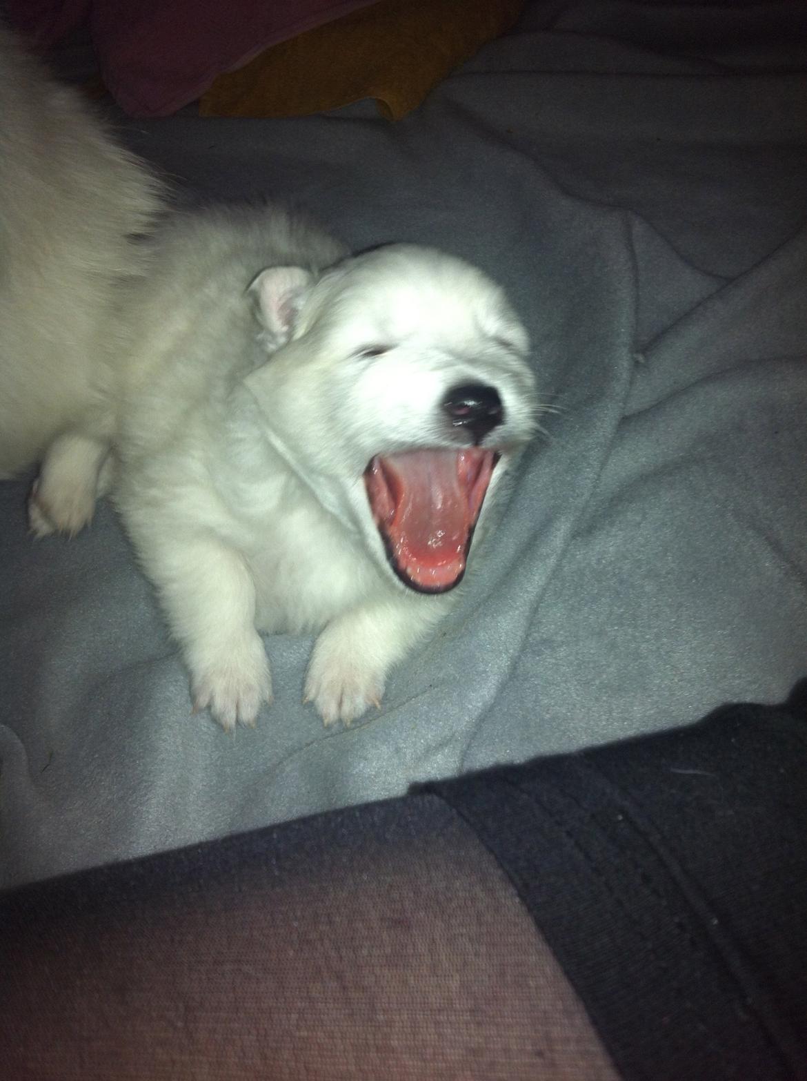 Japansk spids Sofie - 3 uger & meget farlig ;) billede 1