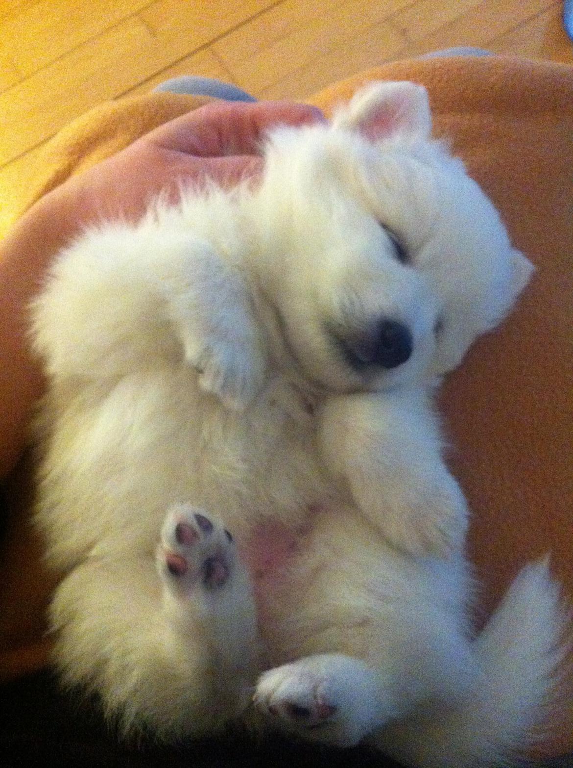 Japansk spids Sofie - 1 mdr. gammel  billede 2