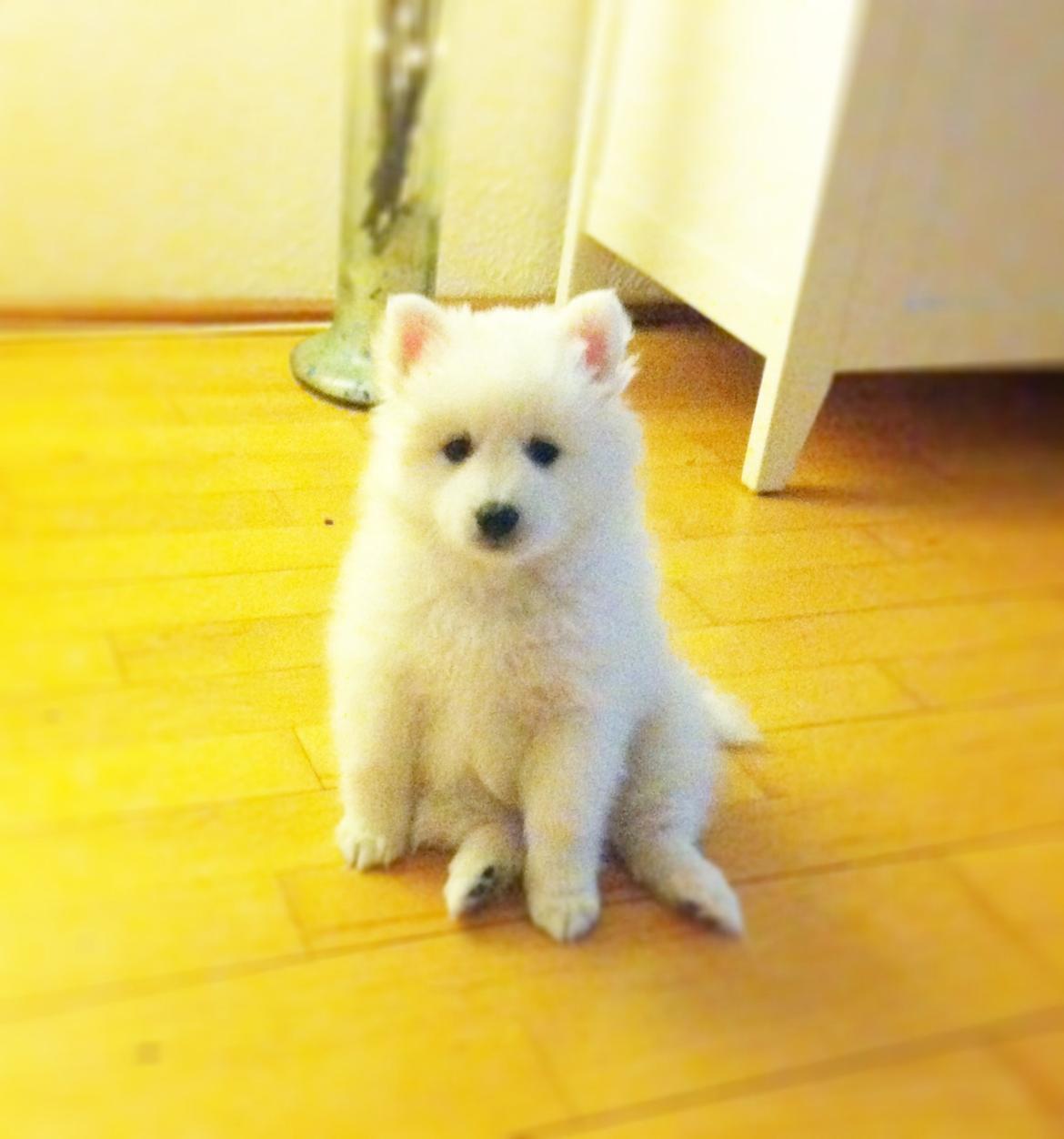 Japansk spids Sofie billede 3