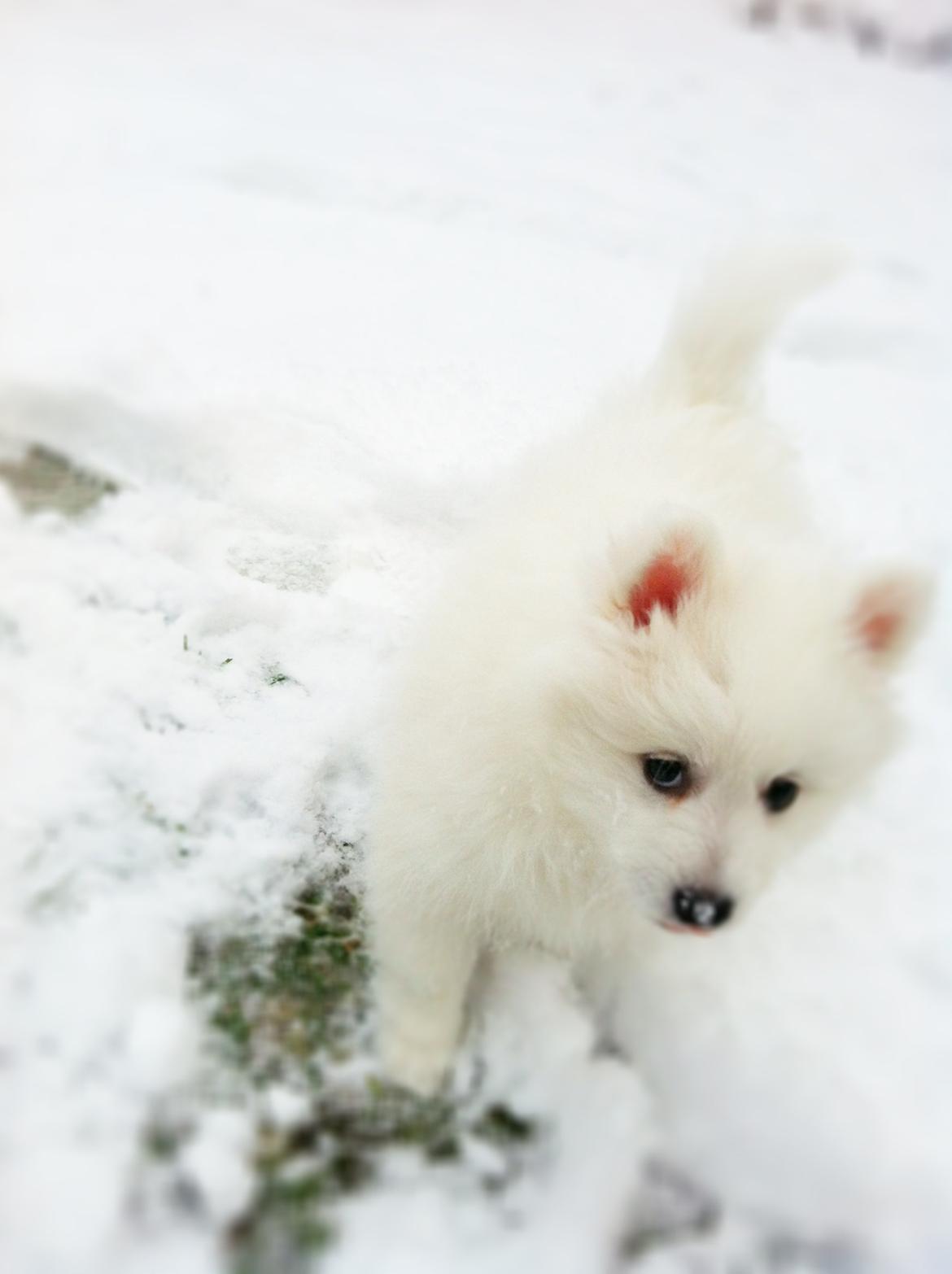 Japansk spids Sofie - 1. gang i sneen billede 4