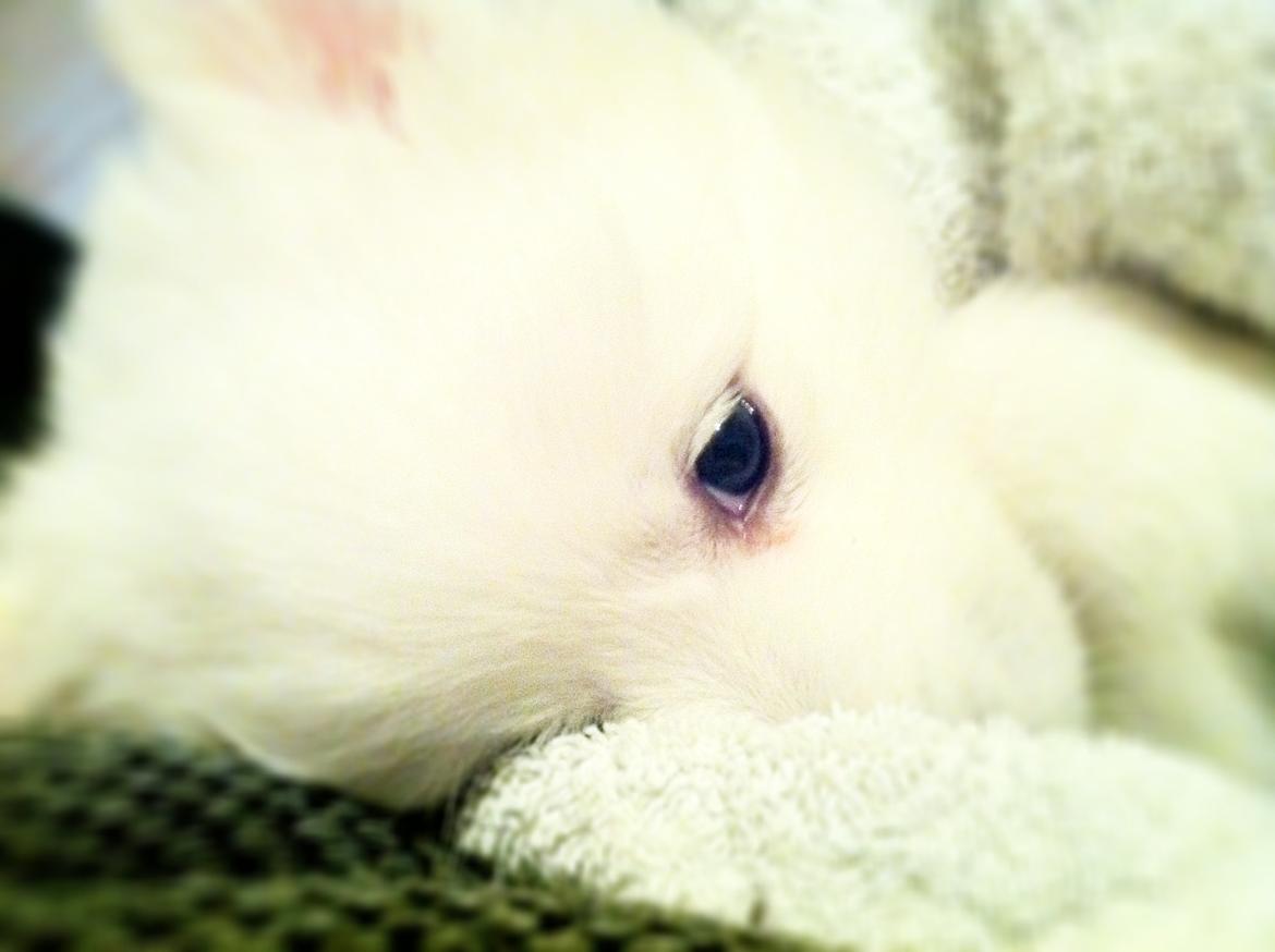 Japansk spids Sofie billede 5