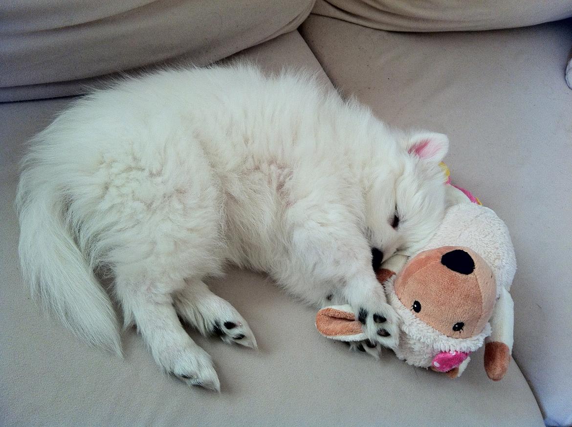 Japansk spids Sofie billede 7