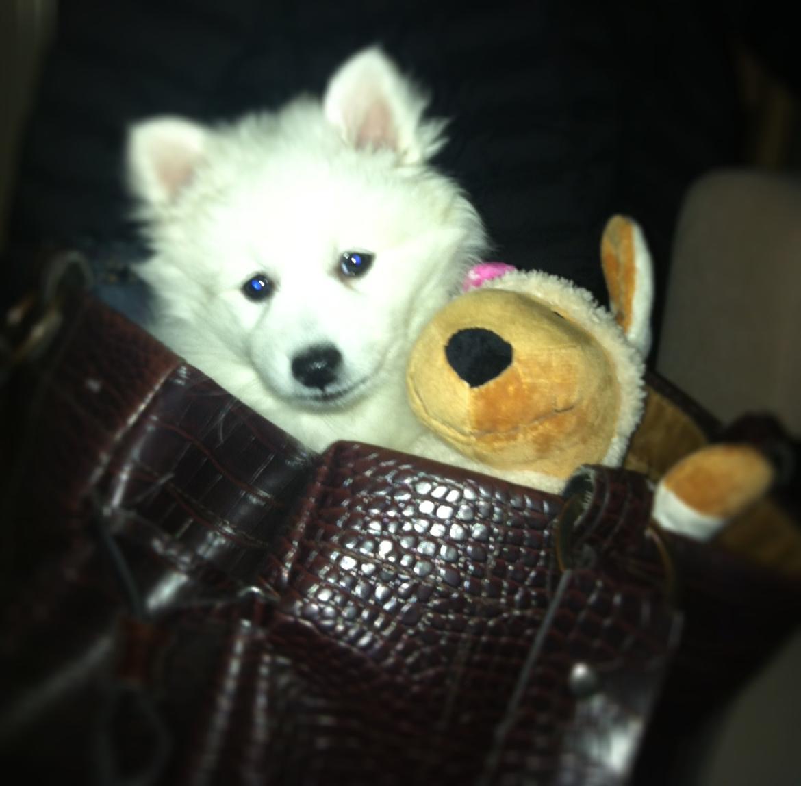 Japansk spids Sofie billede 9